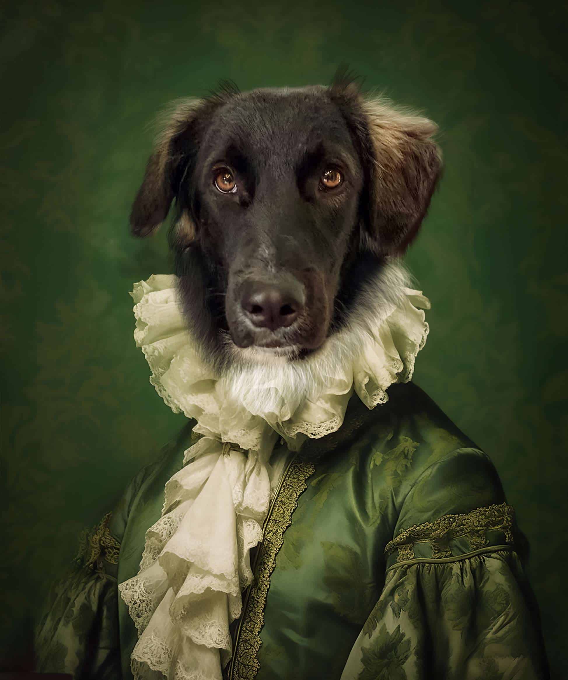 A Black Dog With Tan Markings Wears An Elaborate Green Historic Costume With Lace Ruffles, Posed On A Green Patterned Backdrop—Ideal For Canvas Printing As &Amp;Quot;The Elegant Boy – Custom Design Pet Canvas. A black dog with tan markings wears an elaborate green historic costume with lace ruffles, posed on a green patterned backdrop—ideal for canvas printing as "The Elegant Boy – Custom Design Pet Canvas.