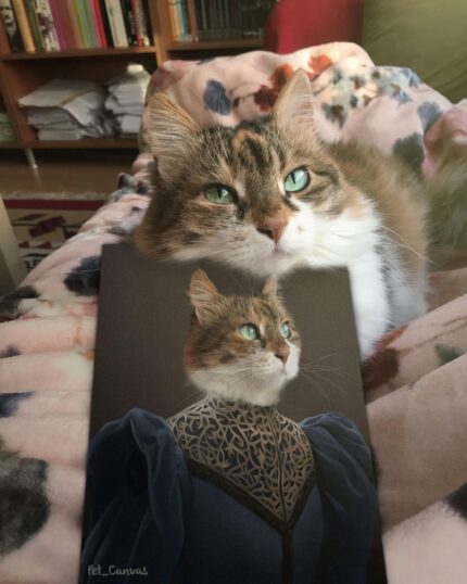 van kedili asil leydi tablo