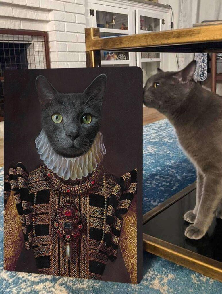 altın kraliçe kostümlü kedi