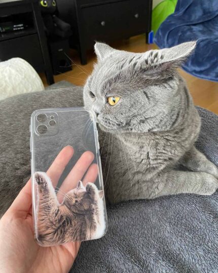 scottish fold şeffaf telefon kılıfı