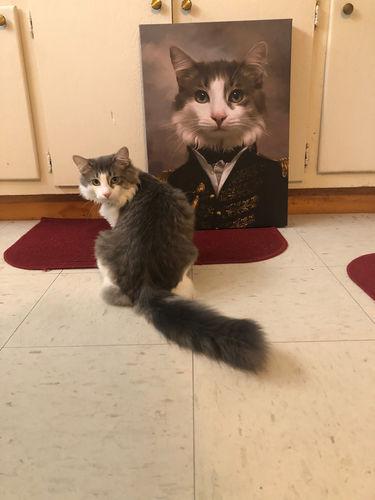 A fluffy gray and white cat sits on the kitchen floor in front of the Special Design Canvas Painting – Noble Gentleman #10, featuring its image in historical military attire. The unique portrait is propped against a cabinet as the cat looks at the camera.