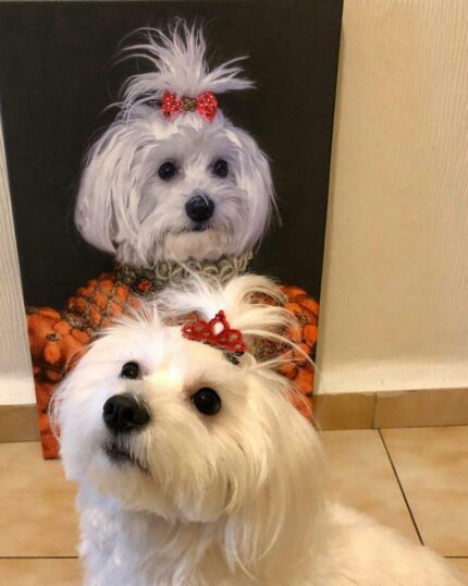 papyonlı maltese terrier tablosu