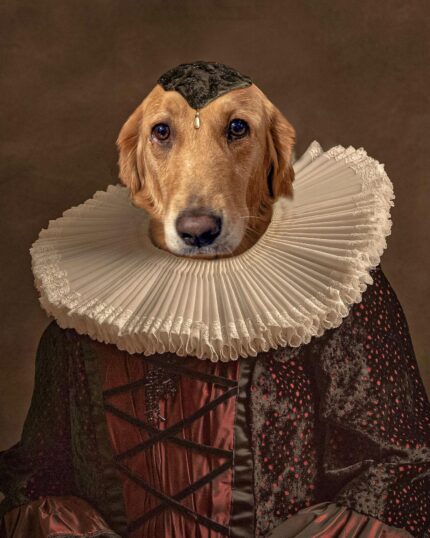 golden retriever rönesans leydi