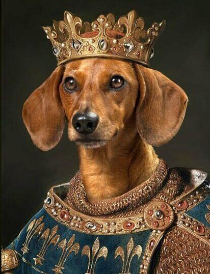 kral sosis köpek tasarımı
