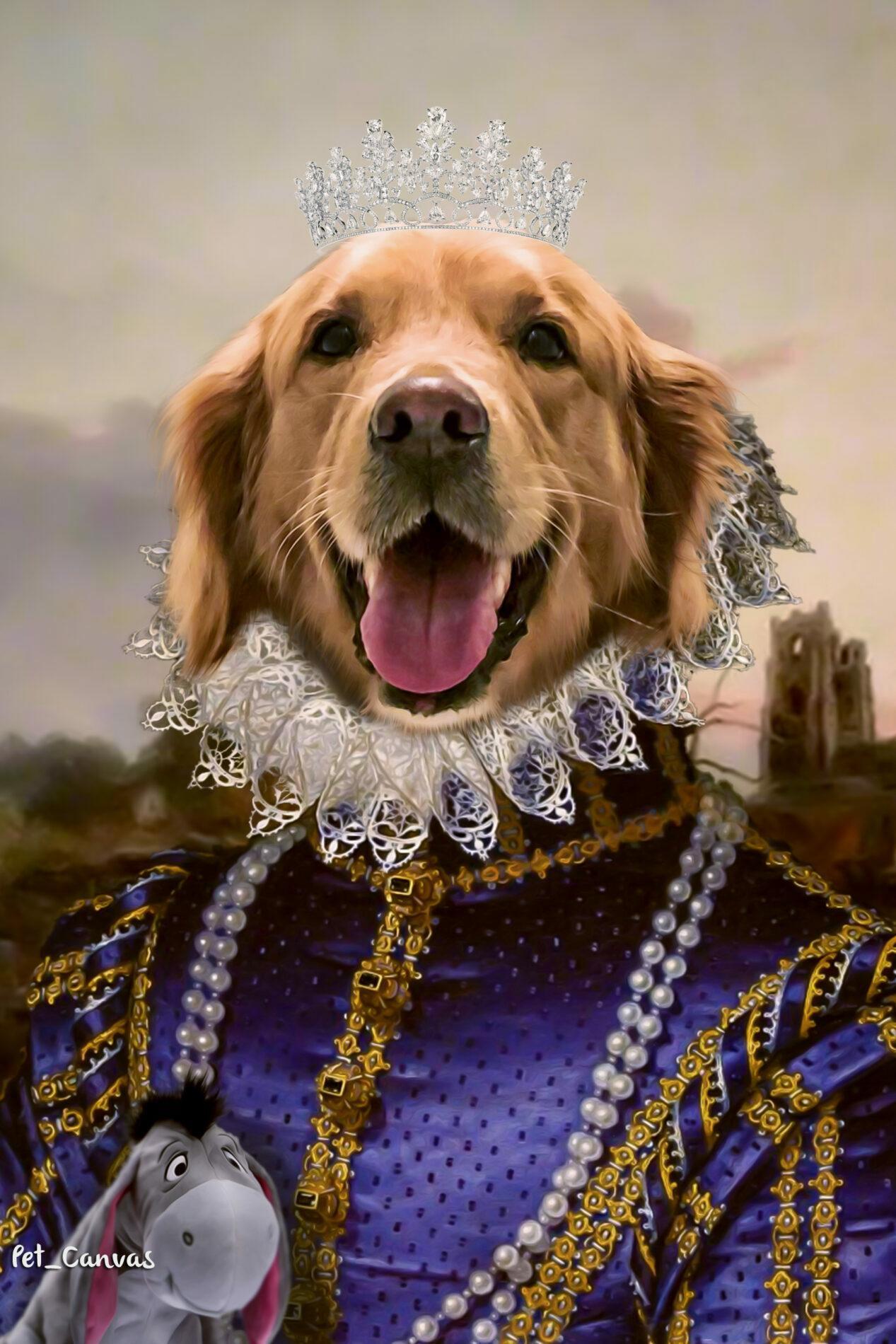 Lavrador_Lightroom-Type kraliçe kostümlü golden retriever