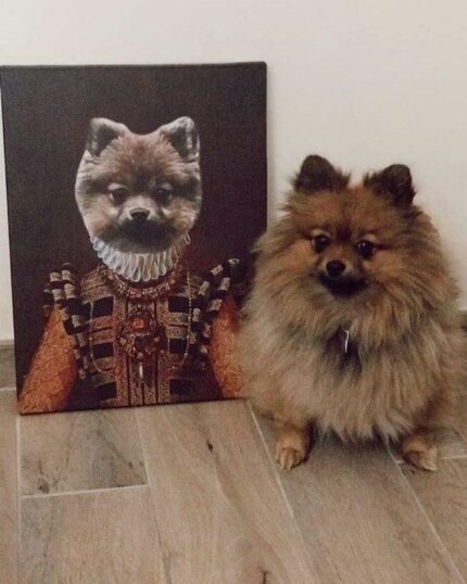 tüylü pomerian kraliçe