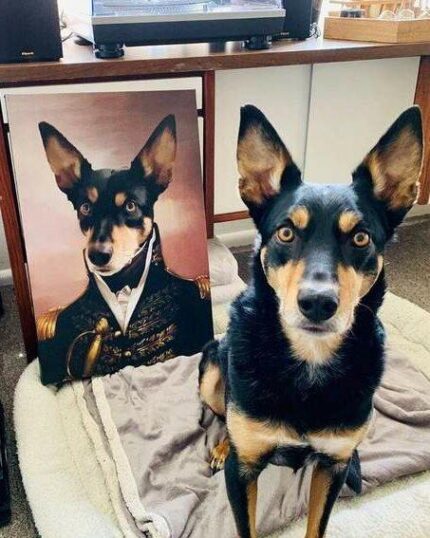 chiwawa admiral köpek