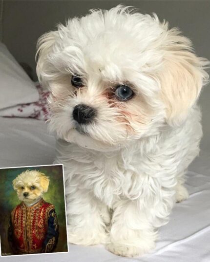 maltese terrier paşa