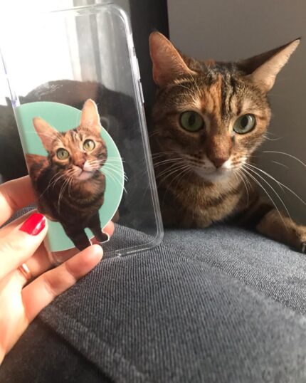 petcanvas şeffaf telefon kılıfı