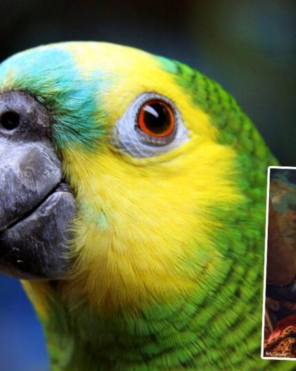 Close-up of a yellow and green parrot. In the lower right, "The Knight #7 - Custom Pet Canvas" showcases a regal parrot on a classical background—perfect inspiration for your unique pet canvas or custom printing.