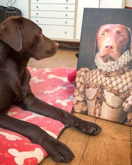 kahverengi labrador kraliçe