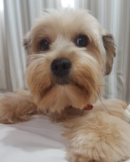 A small, fluffy dog with light tan fur and big dark eyes lies on a white surface in front of striped curtains—an ideal scene to capture with The General #15 - Custom Design Pet Canvas.