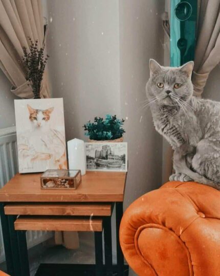 A gray cat sits on the armrest of an orange sofa beside a small wooden table holding the Special Design Canvas Painting – Angel #1, a postcard, a candle, a plant, and a glass box, set against beige curtains.