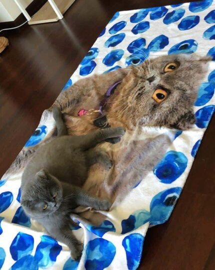 A gray cat rests on a Custom Design 3D Printed Beach Towel – Blueberry, which displays a large lifelike image of a similar cat and is accented with blue polka dots, all set on a dark wooden floor.