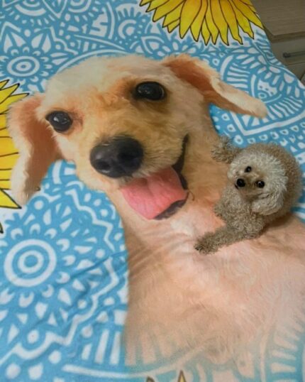 evcil hayvan tasarımlı 3d polarbattaniye