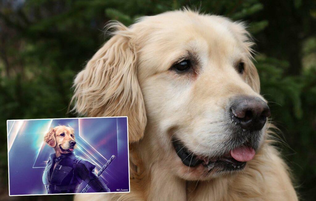 blackwidow oncesisonrasi