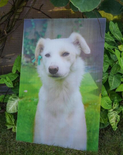 A Custom Design 3D Lenticular Poster With Change Animation of a white dog with one floppy ear and a teal ear tag is displayed outdoors against greenery, highlighting the unique appeal of animated pet prints on grass.