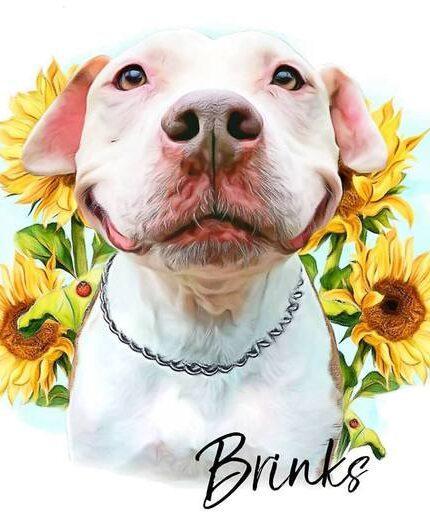 A white pit bull in a silver chain collar poses before vivid sunflowers with "Brinks" in cursive below, making this Special Design Canvas Painting – Flower Wreath #1 – Sunflower perfect for showcasing your pet’s unique charm.