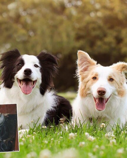 Two happy border collies lie on green grass outdoors with trees behind them. In the bottom left, a small inset shows the "Special Design Canvas Painting – Antique Couple Hand in Hand," featuring two dogs in period clothing for custom canvas inspiration.