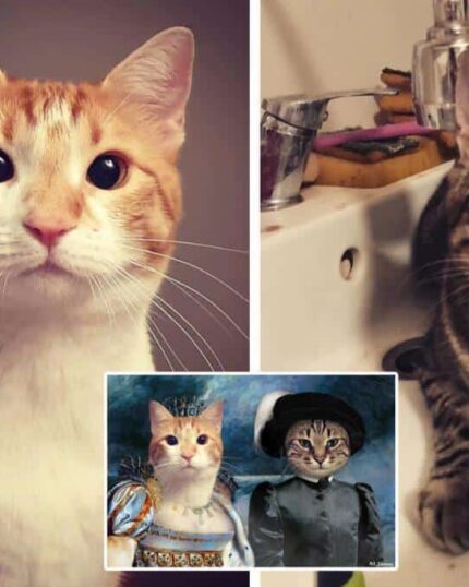 Split image: Left, an orange and white cat stares at the camera; right, a tabby sits in a sink. Center bottom inset: both cats as royalty with Multiple Portraits #9 Queen and Noble Bey—great inspiration for custom canvas art.