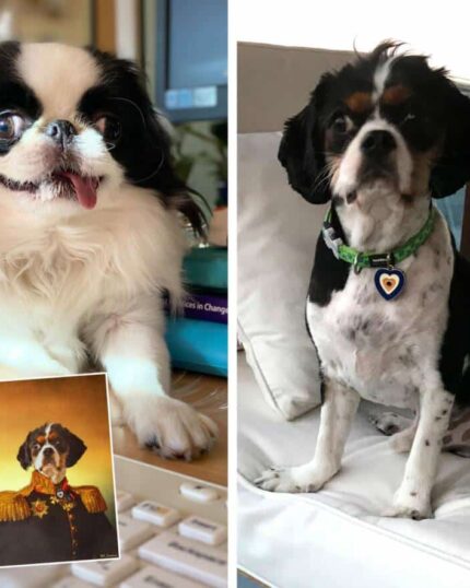 A collage shows a black and white dog with its tongue out (left) and the same dog with a shorter haircut on a chair (right). Inset: the Multiple Portraits #8 Steampunk and General canvas displays two dogs in historical costumes.