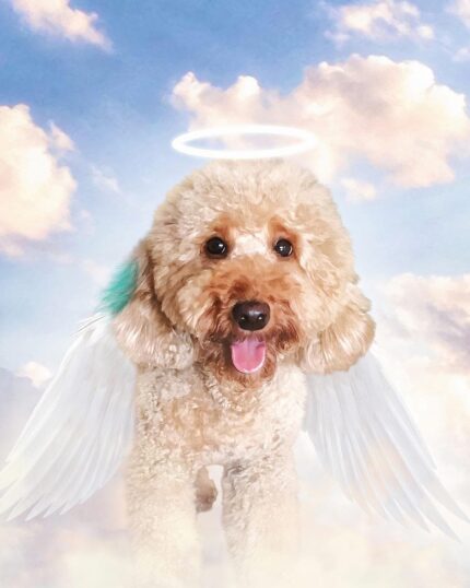 melek poodle köpek çizimi