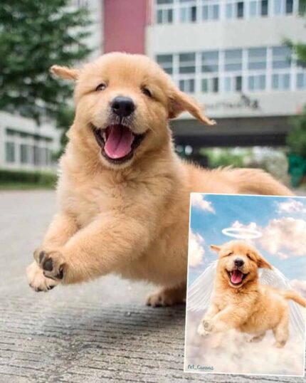 A cheerful light brown puppy runs outside, while in the corner an edited photo shows the same puppy with angel wings and a halo—ideal for The Angel #2 - Custom Design Pet Canvas, set against a vibrant cloudy sky.