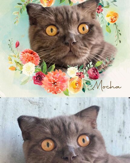 duman iran kedisi tablo