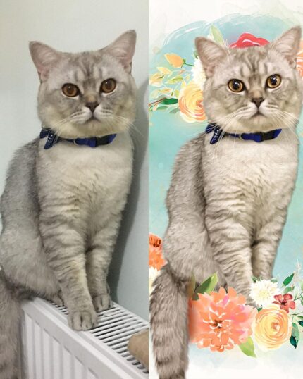 pet canvas oncesi sonrasi