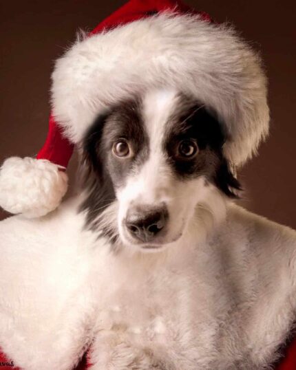 A black and white dog in a red and white Santa Claus hat and coat looks surprised at the camera. Set against a plain brown background, this Special Design Canvas Painting – Cartoon #3 Santa Claus is perfect for holiday decor.