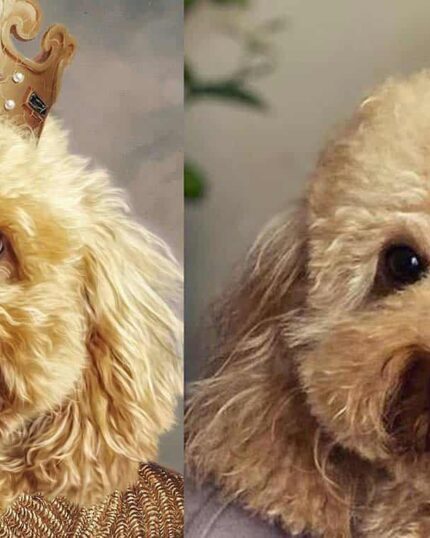 toy-poodle-kral-cizimi