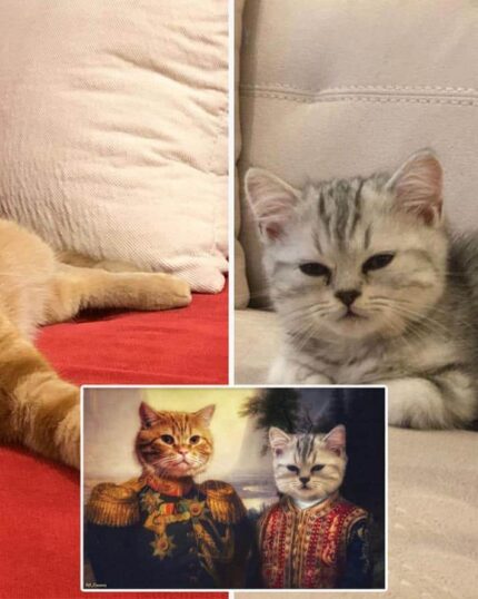 Two cats relax—an orange tabby on a red cushion (left) and a gray tabby kitten on white (right). Inset: “Multiple Portraits #6 General and Pasha,” a custom pet canvas print featuring the cats in charming royal costumes.