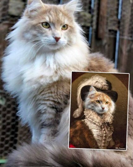 maine coon rönesans tablo