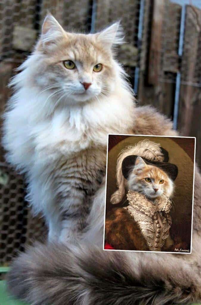 maine coon rönesans tablo