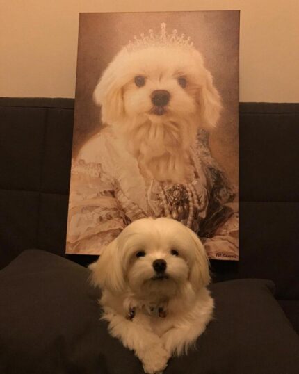 kraliçe 11 petcanvas