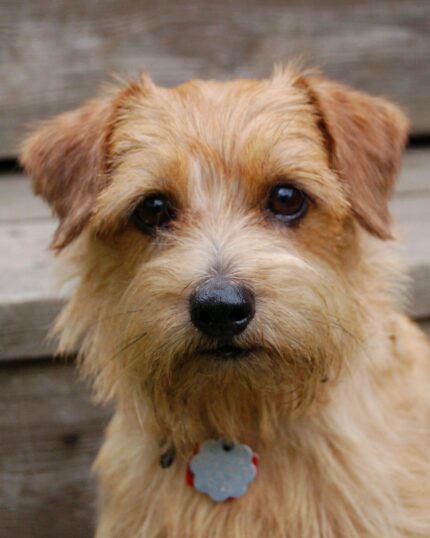 Küçük, açık kahverengi, tüylü bir köpek, ahşap merdivenlerin önünde oturuyor ve etiketli bir tasma takıyor — The Knight #8 - Custom Pet Canvas için mükemmel bir ilham kaynağı.