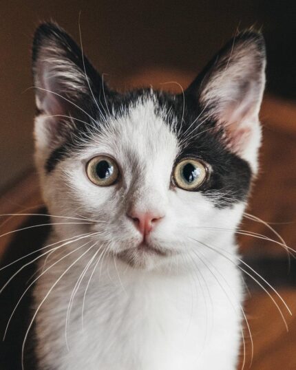 A close-up of a black and white cat with wide eyes and long whiskers, set against a softly blurred warm background—perfect for "The General #16 - Custom Design Pet Canvas.