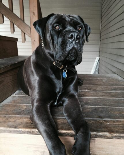 A large black mastiff with a short coat rests on a wooden porch, gazing calmly at the camera—a perfect scene for The Ottoman Pasha #6 - Custom Design Pet Canvas. A collar with tags adorns its neck.