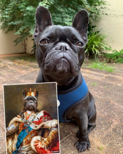 A black French bulldog in a blue harness sits outside for its portrait: The Mighty King #7 - Custom Design Pet Canvas, featuring a crown, robe, and scepter against lush greenery.