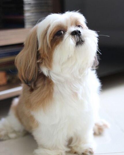asil komik shihtzu pozu fotoğrafı