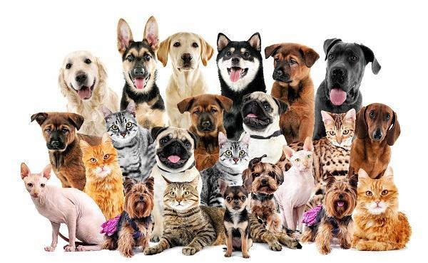 A group of various breeds of dogs and cats, perfect for a custom design pet canvas, sits and stands together against a white background. Some cats are fluffy, some are hairless, and the dogs vary in size and color, all looking at the camera.