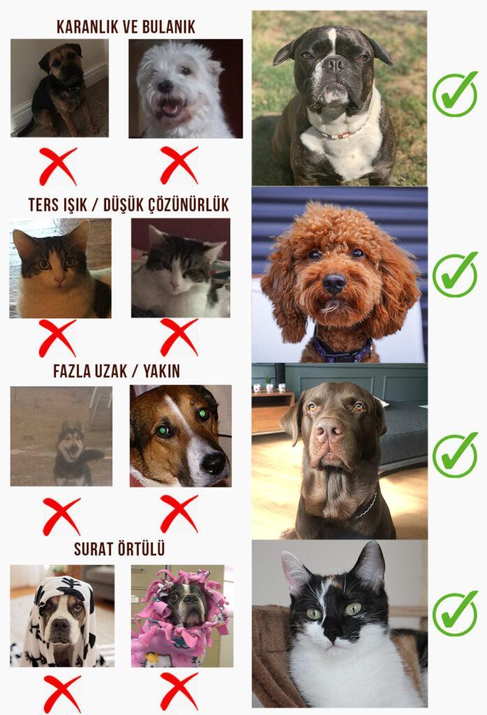 Custom Pet Canvas Paintings: From General Cats To King Dogs, Queen Rabbits 18 petcanvas fotoğraf çekme rehberi