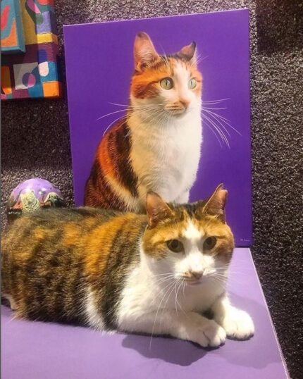 mor popart kedi tablosu