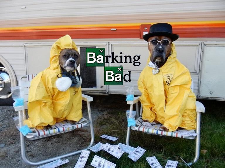 barkingbad2 1edit