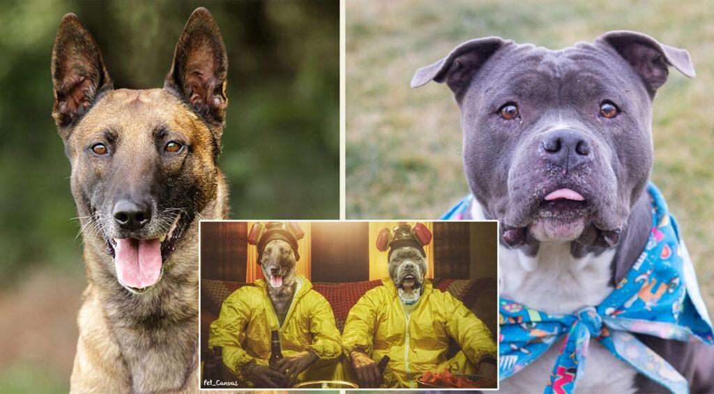 breaking bad evcil hayvan tablo