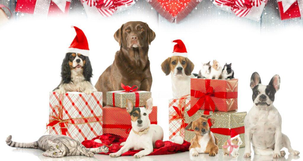 Hayvanseverlere Özel Tasarım 5 Hediye Önerisi