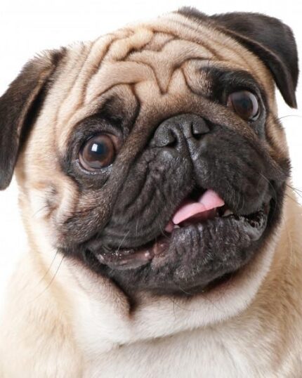 komik pug fotoğrafı