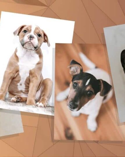 Kanvas Tablonu Tasarla