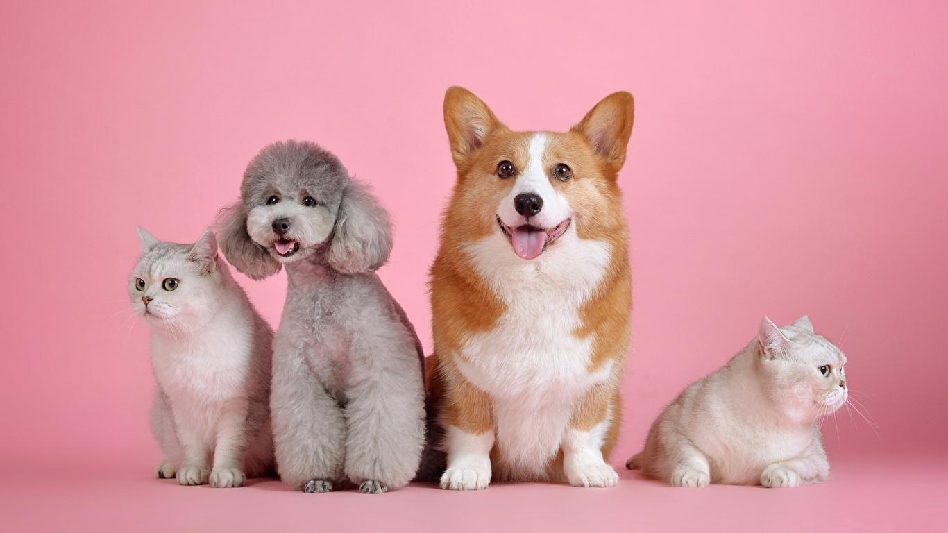 Two cats and two dogs sit side by side against a pink background, perfect for a custom design pet canvas. The white cats and the fluffy gray poodle with a brown-and-white corgi all gaze forward, making an adorable scene for your home décor.