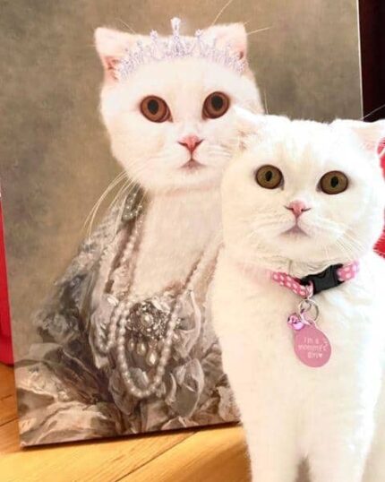 kraliçe beyaz iskoç kedi tabloları